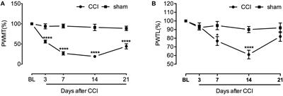 Normalizing HDAC2 Levels in the Spinal Cord Alleviates Thermal and Mechanical Hyperalgesia After Peripheral Nerve Injury and Promotes GAD65 and KCC2 Expression